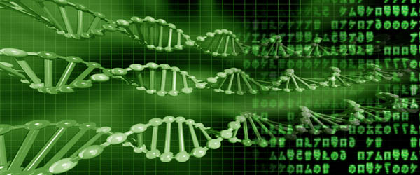 Un ADN Artificiel pour les ordinateurs du futur