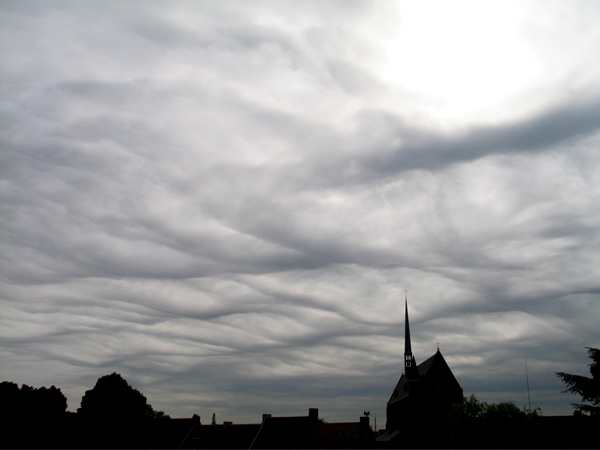 asperatus1.jpg