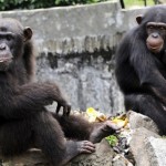 chimpanzés-détention-abusive-Stony-Brook-University-droits-hommes-New-York-e1429732551539