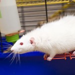 tips-to-keep-your-pet-rats-cool-during-summer-54101c0e240d8