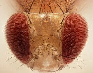 fly-head-570x451