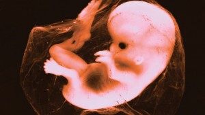 foetus-grand-800x450