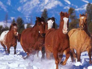 Les-chevaux