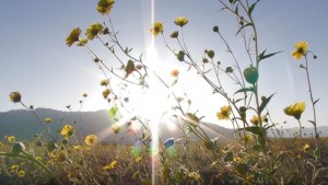 parc-de-la-vallee-de-la-mort-fleuri_5540807