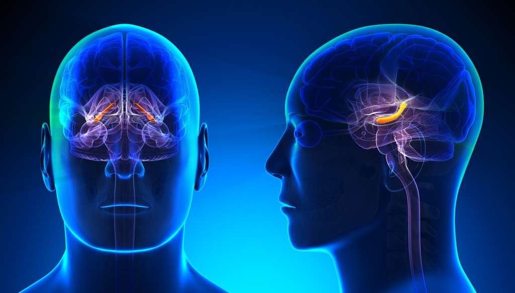 L’hippocampe est une région du cerveau impliquée dans la mémoire. © decade3d, Fotolia L’hippocampe est une région du cerveau impliquée dans la mémoire. © decade3d, Fotolia