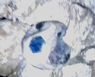 ballone
